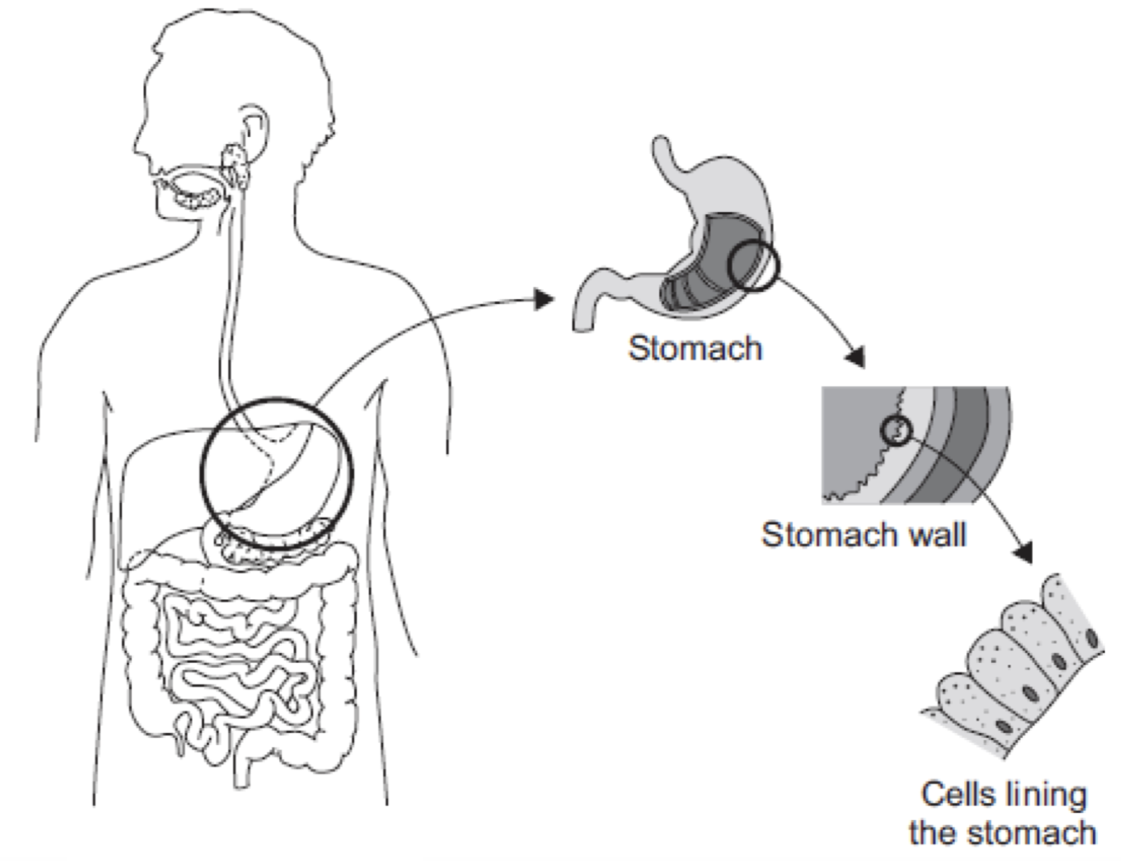 digestive system sketch